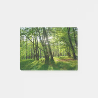 Der Wald im Frühling