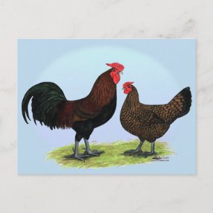 Derbyshire Redcap Fowl Postcard