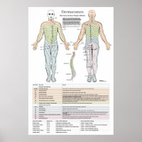 Dermatomes, Myotomes and DTR Poster