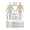 Dermatomes Myotomes and DTR Poster Chiropractic