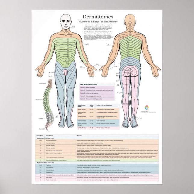 Dermatomes Myotomes and DTR Poster Chiropractic (Front)