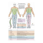 Dermatomes Myotomes et DTR Poster Chiropratique