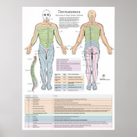 Dermatomes Myotomes et DTR Poster Chiropratique