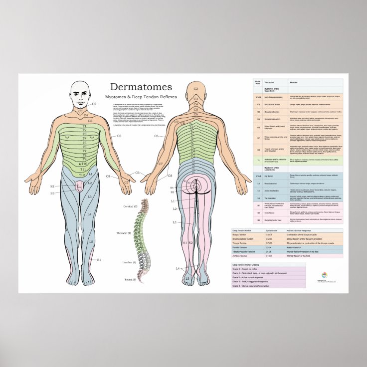 Dermatomes And Refelxes Cervical Dermatomes Chart And Map The Best