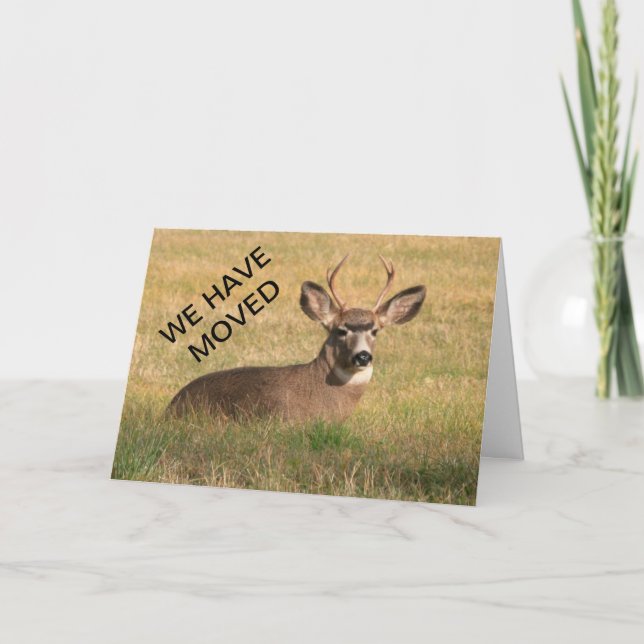 Des cerfs communs nous avons déplacé la carte (Devant)