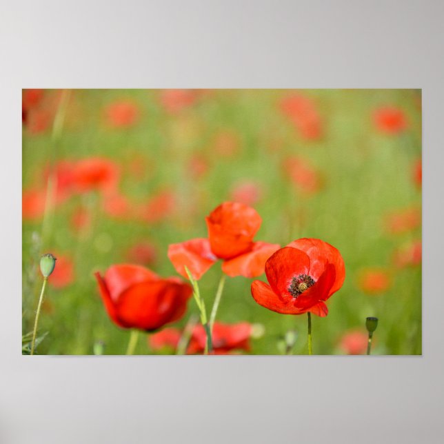 Des coquelicots dans une affiche sur le terrain de (Devant)