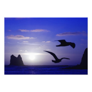 "des doubles photo bleus d'oiseau"