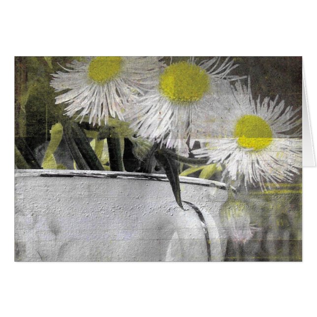 Des fleurs assez roses comme des marguerites dans  (Devant horizontal)