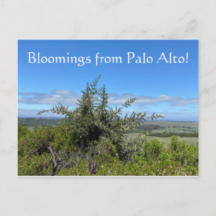 Des fleurs de Palo Alto ! Carte postale