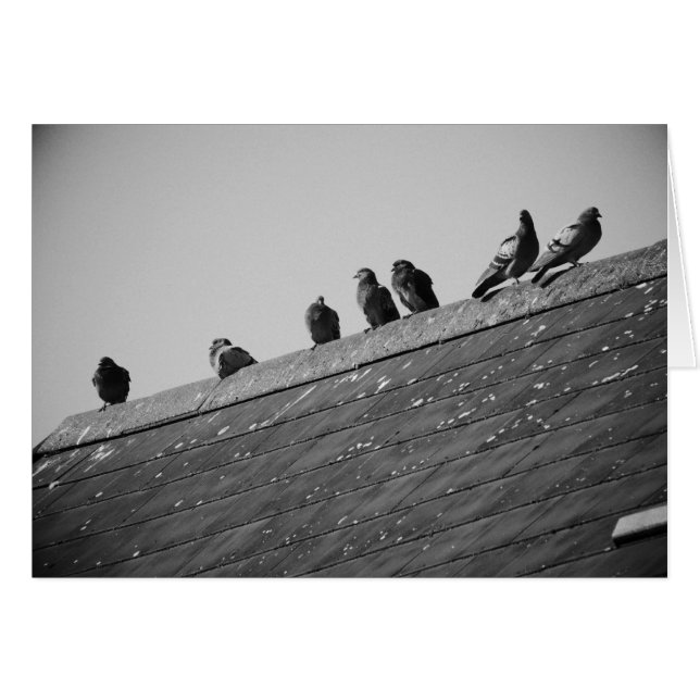 Des pigeons sur le toit (Devant horizontal)