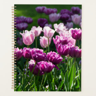 Des tulipes lilas et roses brillantes par jour ens