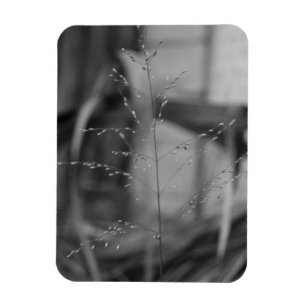 Deschampsia flexuosa magnet