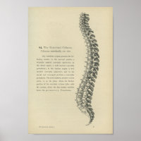 Description of the Vertebral Column
