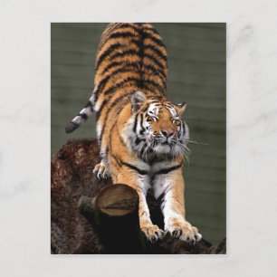 Description Panthera tigris altaica , Aalborg Zoo, Postcard