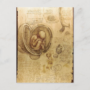 Description Studies of Embryos Leonardo da Vinci ( Postcard