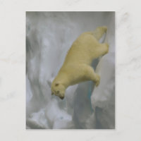 Description Ursus maritimus on sea ice close to Sv