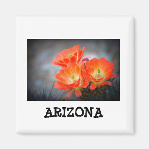 Desert ablaze Arizona Magnet