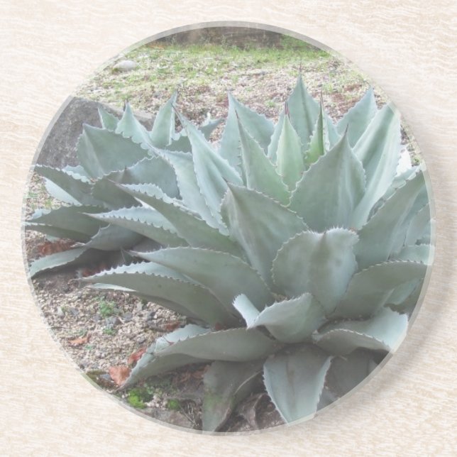 Desert Agave Plants Coaster (Front)