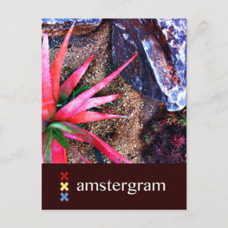 Desert Amstergram Postcard