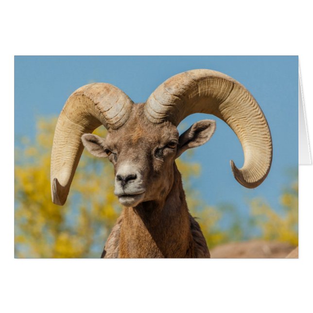 Desert Bighorn Ram (Front Horizontal)