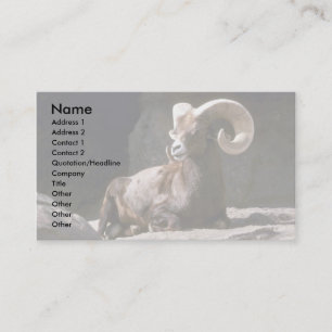 Desert bighorn sheep (Adult ram bedded down in sun Business Card