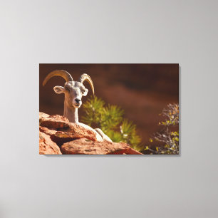 Desert Bighorn sheep (Ovis canadensis nelsoni). Canvas Print