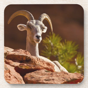Desert Bighorn sheep (Ovis canadensis nelsoni). Coaster