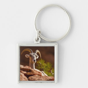 Desert Bighorn sheep (Ovis canadensis nelsoni). Keychain
