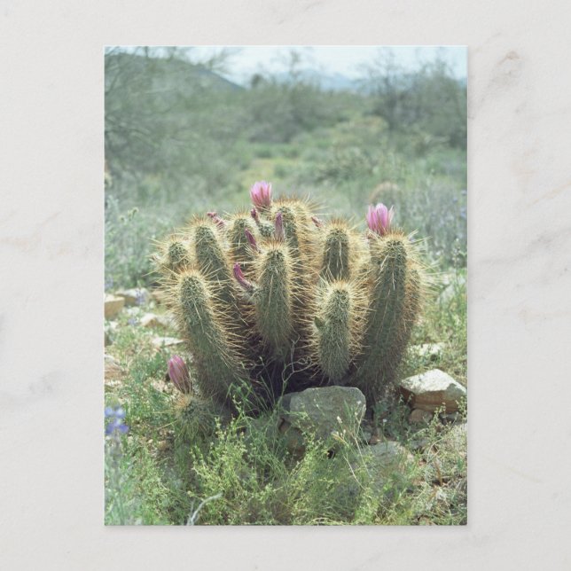 Desert Blooms Cactus Sonora Arizona Photo Carte po (Devant)