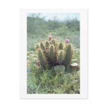Desert Blooms Cactus Sonora Arizona Photo Postcard