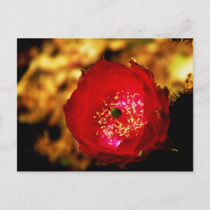 desert blooms postcard