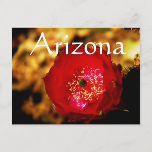 desert blooms postcard, Arizona Postcard