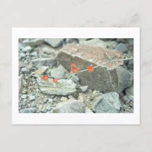 Desert Blossoms Sonoran Arizona Photo Postcard