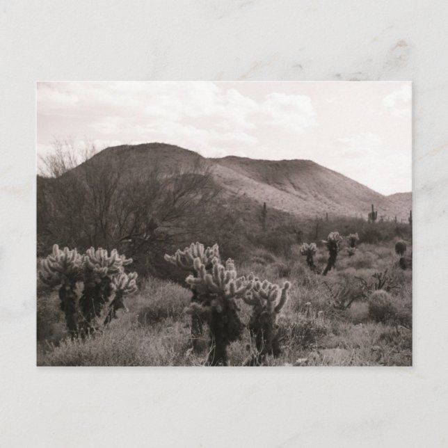 Desert Cacti Jumping Cholla B&W Photo Postcard (Front)