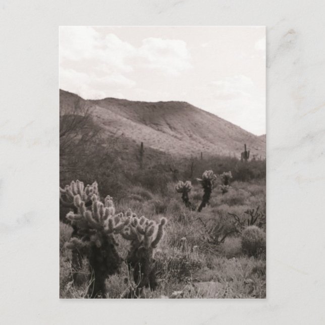 Desert Cacti Jumping Cholla B&W Photo Postcard (Front)