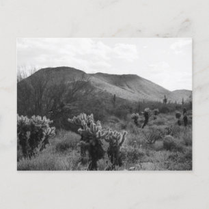 Desert Cacti Jumping Cholla B&W Photo Postcards