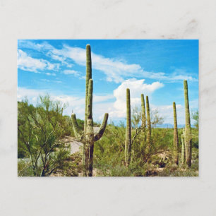 Desert Cactus Arizona Postcard