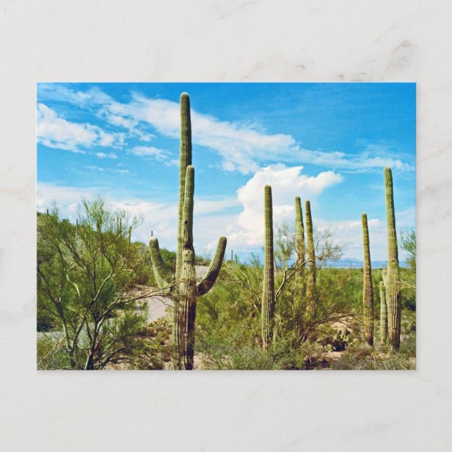 Desert Cactus Arizona Postcard (Front)