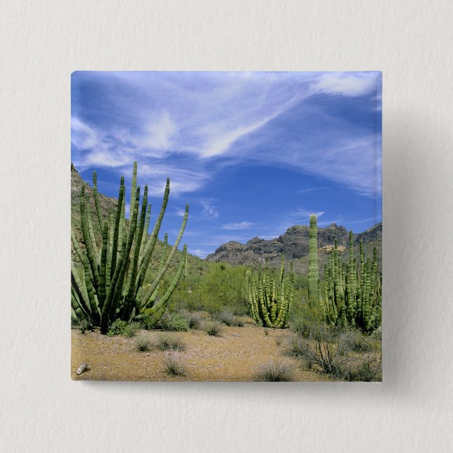 Desert cactus at Organ Pipe National Monument, 2 Inch Square Button (Front)