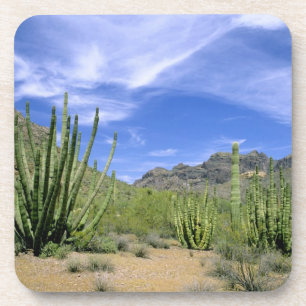 Desert cactus at Organ Pipe National Monument, Coaster