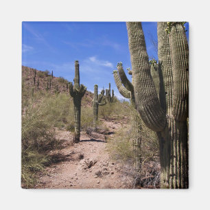 Desert Cactus in Arizona Magnet