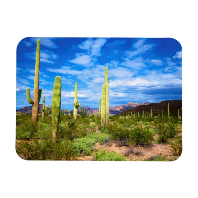 Desert cactus landscape, Arizona Magnet (Horizontal)