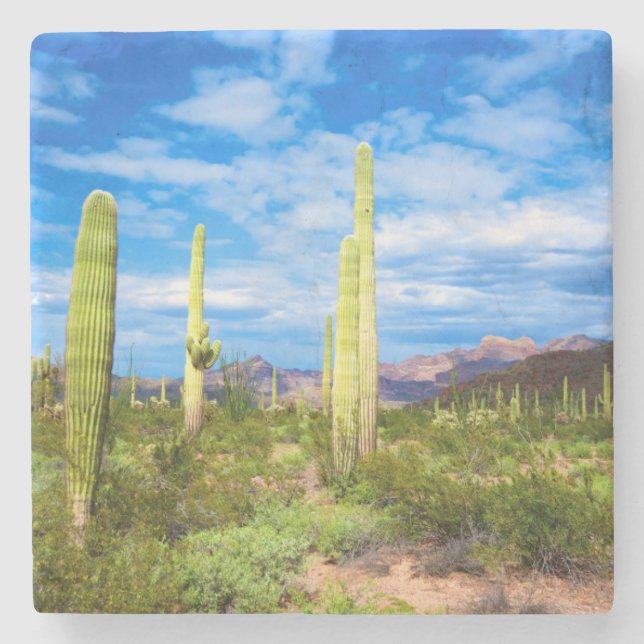 Desert cactus landscape, Arizona Stone Coaster (Front)