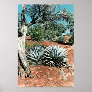 Desert Cactus Poster