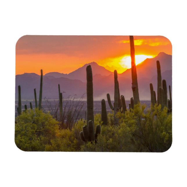 Desert cactus sunset, Arizona Magnet (Horizontal)
