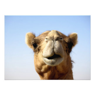 Desert Camel Photo Print