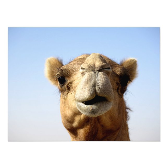 Desert Camel Photo Print (Front)