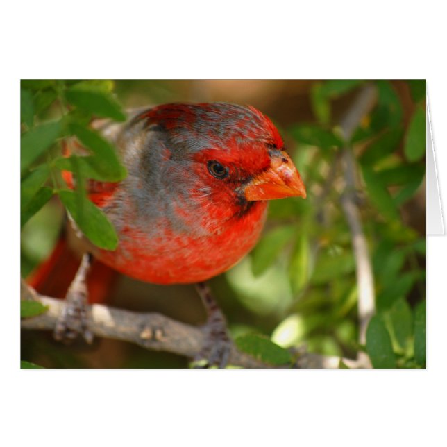 Desert Cardinal (Front Horizontal)