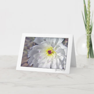 Desert Chicory Card