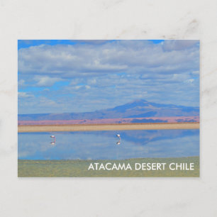 Désert d'Atacama, Flamant rose Chili Carte postale